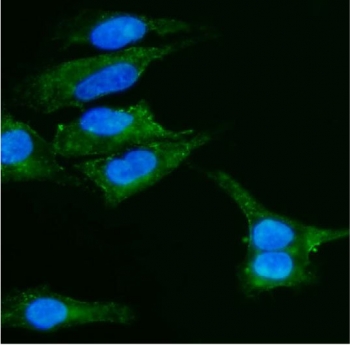 Immunofluorescent staining of FFPE human A549 cells with Caveolin-2 antibody (green) and DAPI nuclear stain (blue). HIER: steam section in pH6 citrate buffer for 20 min.