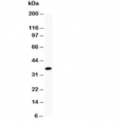 Western blot testing of Caveolin-2 antibody and recombinant human protein (0.5ng).