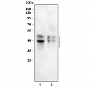 Western blot testing of human 1) Daudi and 2) Ramos cell lysate with CD79a antibody. Expected molecular weight: 25~47 kDa depending on glycosylation level.