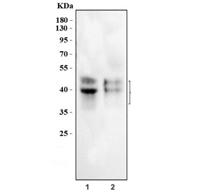 Western blot testing of human 1) Daudi and 2) Ramos cell lysate with CD79a antibody. Expected molecular weight: 25~47 kDa depending on glycosylation level.