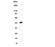 Western blot testing of CD79b antibody and recombinant human protein (0.5ng)