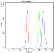 Flow cytometry testing of fixed human Raji cells with CD79b antibody at 1ug/million cells (blocked with goat sera); Red=cells alone, Green=isotype control, Blue= CD79b antibody.