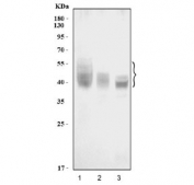 Western blot testing of human 1) Jurkat, 2) Raji and 3) U-87 MG cell lysate with CD82 antibody. Expected molecular weight: 30-60 kDa depending on glycosylation level.