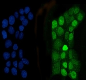 Western blot testing of C/EBP beta antibody and recombinant human protein (0.5ng)