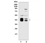 Western blot testing of human 1) HeLa and 2) Caco-2 cell lysate with C/EBP beta antibody. Expected molecular weight: 36-41 kDa.