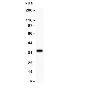 Western blot testing of DHFR antibody and recombinant human protein (0.5ng)