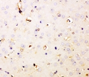 IHC-P staining of rat brain tissue