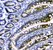 IHC-P staining of rat brain tissue