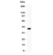 Western blot testing of Furin antibody and recombinant human protein (0.5ng)