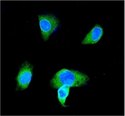 Immunofluorescent staining of FFPE human SH-SY5Y cells with GSTP1 antibody (green) and DAPI nuclear stain (blue). HIER: steam section in pH6 citrate buffer for 20 min.