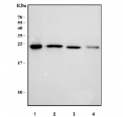 Western blot testing of 1) human HeLa, 2) human 293T, 3) human Jurkat and 4) mouse liver tissue lysate with GST pi antibody. Predicted molecular weight ~23 kDa.