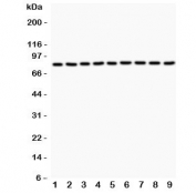 Western blot testing of 1) rat brain, 2) rat heart, 3) rat thymus, 4) rat RH35, 5) human HeLa, 6) human COLO-320, 7) human HepG2, 8) mouse HEPA1-6 and 9) human MCF7 cell lysate with Plakoglobin antibody. Expected molecular weight: ~86 kDa.