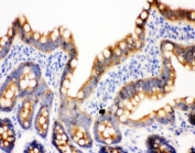 IHC(P) staining of rat intestine tissue. HIER: steam section in pH6 citrate buffer for 20 min.