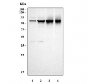 Western blot testing of 1) human 293T, 2) MCF7, 3) T-47D and 4) rat heart tissue lysate with Plakoglobin antibody. Expected molecular weight: ~86 kDa.