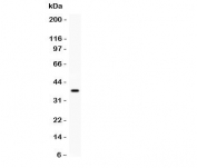 Western blot testing of C5 antibody and recombinant rat protein (0.5ng)