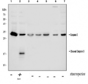 Western blot testing of 1) lysate from untreated human Jurkat cells, 2) lysate from Jurkat cells treated with 1 uM staurosporine and untreated 3) rat thymus, 4) rat C6, 5) mouse NIH 3T3, 6) mouse RAW264.7 and 7) mouse ANA-1 cell lysate with Caspase-3 antibody.