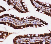 IHC-P: Caspase-3 antibody testing of rat intestine tissue.