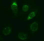 Immunofluorescent staining of FFPE human U-2 OS cells with Caspase-3 antibody (green).