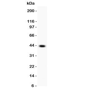 Western blot testing of EDA antibody and recombinant human protein (0.5ng)