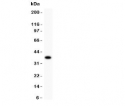 Western blot testing of FOXO1 antibody recombinant human protein (0.5ng)