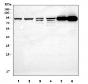 Western blot testing of 1) human 293T, 2) human MCF7, 3) human Jurkat, 4) human HeLa, 5) rat lung and 6) rat ovary tissue lysate with FOXO3A antibody.  Expected molecular weight: 71-90 kDa depending on glycosylation level.