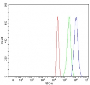 Flow cytometry testing of human MCF7 cells with FOXO3A antibody at 1ug/million cells (blocked with goat sera); Red=cells alone, Green=isotype control, Blue= FOXO3A antibody.