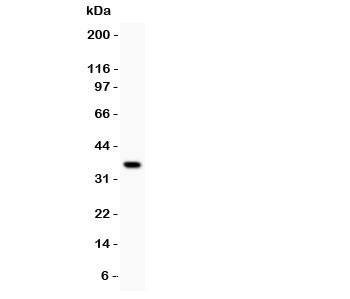 Western blot testing of GATA3 antibody and recombinant human protein (0.5ng)