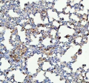 IHC staining of FFPE rat lung tissue with GPX1 antibody. HIER: boil tissue sections in pH8 EDTA for 20 min and allow to cool before testing.