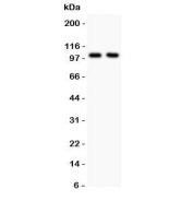 Western blot testing of GLUR1 antibody and Lane 1:  rat brain;  2: mouse brain lysate.  Predicted/observed molecular weight ~102 kDa