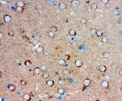 IHC-P testing of mouse brain tissue