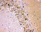 IHC-P testing of rat brain tissue