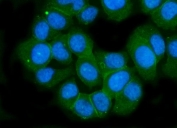 Immunofluorescent staining of FFPE human T-47D cells with GLUR2 antibody (green) and DAPI nuclear stain (blue). HIER: steam section in pH6 citrate buffer for 20 min.