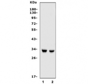 Western blot testing of human 1) A549 and 2) HeLa cell lysate with HO-1 antibody. Predicted molecular weight: ~32 kDa.