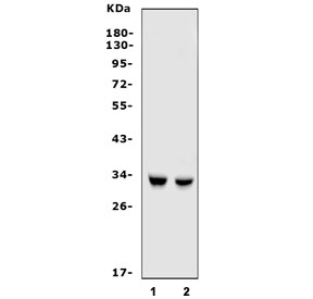Western blot testing of human 1) A549 and 2) HeLa cell lysate with HO-1 antibody. Predicted molecular