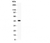 Western blot testing of HOXA10 antibody and recombinant human protein (0.5ng)