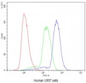 Flow cytometry testing of human U937 cells with HOXA11 antibody at 1ug/10^6 cells (blocked with goat sera); Red=cells alone, Green=isotype control, Blue= HOXA11 antibody.