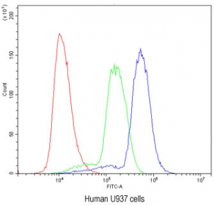 Flow cytometry testing of human U937 cells with HOXA11 antibody at 1ug/million cells (blocked with goat sera); Red=cells alone, Green=isotype control, Blue= HOXA11 antibody.