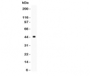 Western blot testing of IKKb antibody and recombinant human protein (0.5ng)