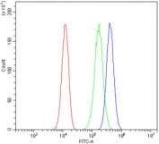 Flow cytometry testing of human 293T cells with IKKb antibody at 1ug/million cells (blocked with goat sera); Red=cells alone, Green=isotype control, Blue= IKKb antibody.