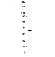 Western blot testing of IRF4 antibody and recombinant human protein (0.5ng).