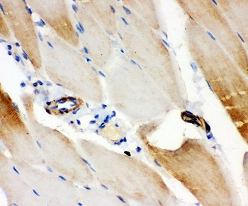 IHC-P: IRS1 antibody testing of rat skeletal muscle tissue
