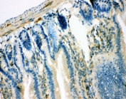 IHC-P: IRS1 antibody testing of mouse intestine tissue