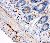 IHC-P: IRS1 antibody testing of rat intestine tissue