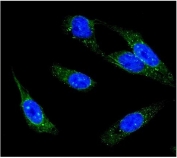 Immunofluorescent staining of FFPE human U-2 OS cells with IP3R antibody (green) and DAPI nuclear stain (blue). HIER: steam section in pH6 citrate buffer for 20 min.