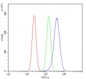 Flow cytometry testing of human U-87 MG cells with IP3R antibody at 1ug/million cells (blocked with goat sera); Red=cells alone, Green=isotype control, Blue= IP3R antibody.