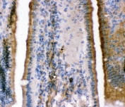 IHC-P: BK channel antibody testing of mouse intestine tissue