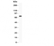 Western blot testing of Kv4.3 antibody and mouse brain lysate.  Predicted/observed size ~71KD