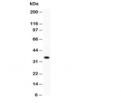 Western blot testing of KLF6 antibody and recombinant human protein (0.5ng)