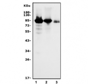 Western blot testing of human 1) HeLa, 2) A549 and 3) HEK293 cell lysate with Glucocorticoid receptor antibody. Predicted molecular weight: 91~94 kDa.