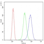 Flow cytometry testing of human SiHa cells with Transferrin Receptor antibody at 1ug/million cells (blocked with goat sera); Red=cells alone, Green=isotype control, Blue= Transferrin Receptor antibody.